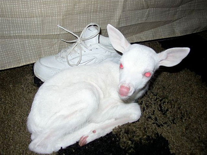 albino_animals_08