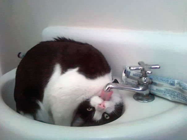 cat-loves-water-bath-17__605