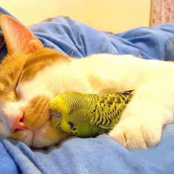 unlikely-sleeping-buddies-animal-friendship-371__605