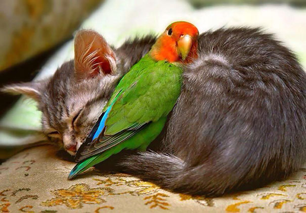 unlikely-sleeping-buddies-animal-friendship-431__605