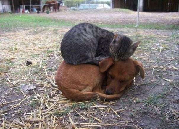 unlikely-sleeping-buddies-animal-friendship-48__605