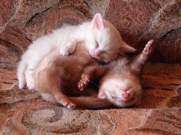 unlikely-sleeping-buddies-animal-friendship-521__605