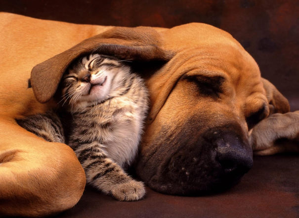 unlikely-sleeping-buddies-animal-friendship-611__605