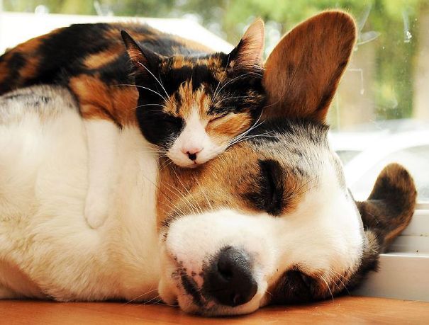 unlikely-sleeping-buddies-animal-friendship-71__605