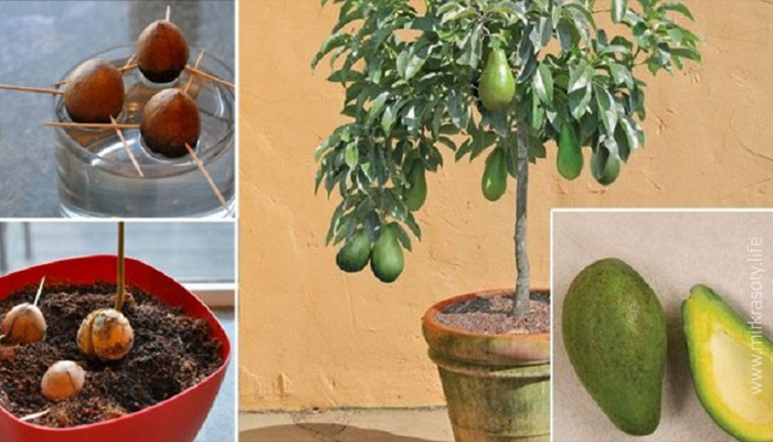 cultivar abacate